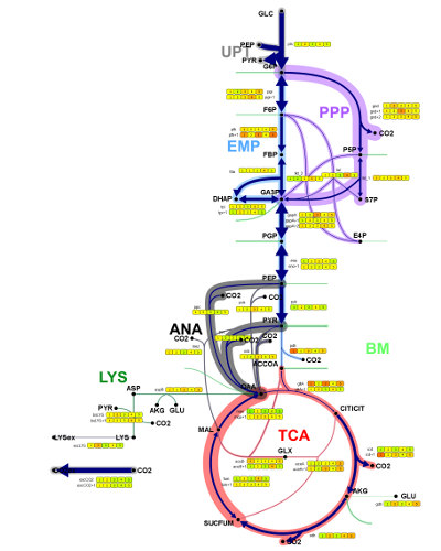 Transcriptome and fluxome visualization