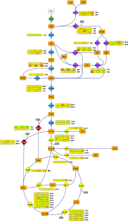 Escherichia coli transcriptome visualization