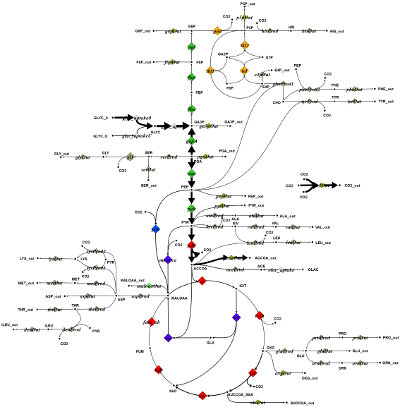 Fluxome Visualization